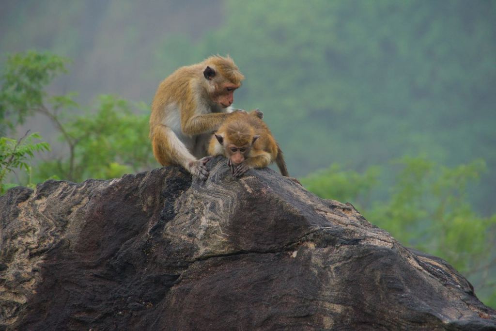 Swapping Elephants for&nbsp;Buddhas