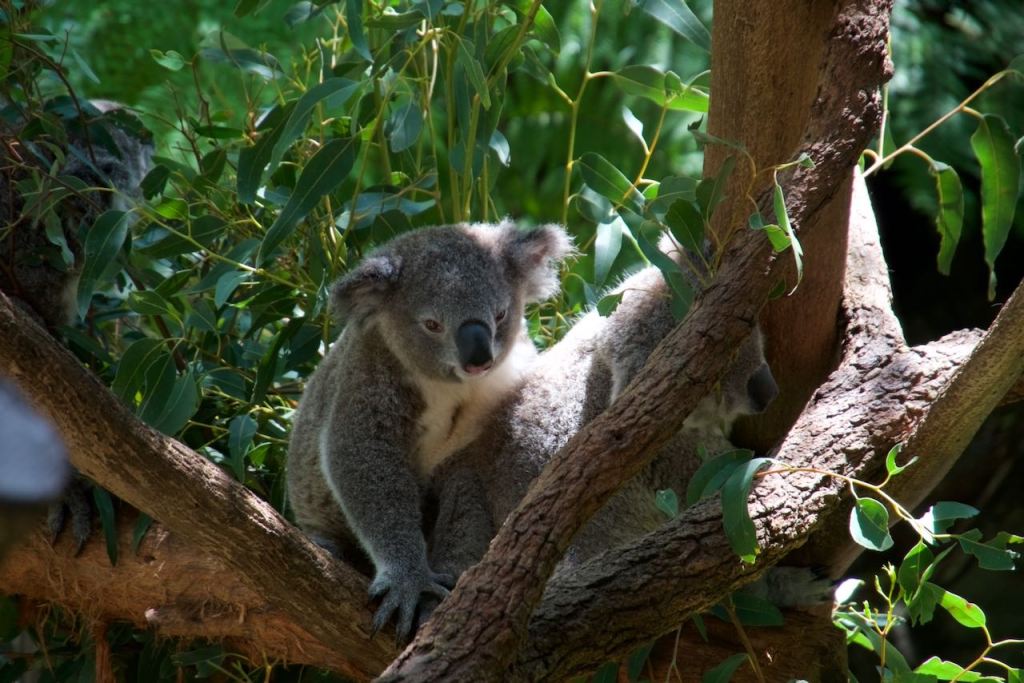 The Zoo and&nbsp;Beyond