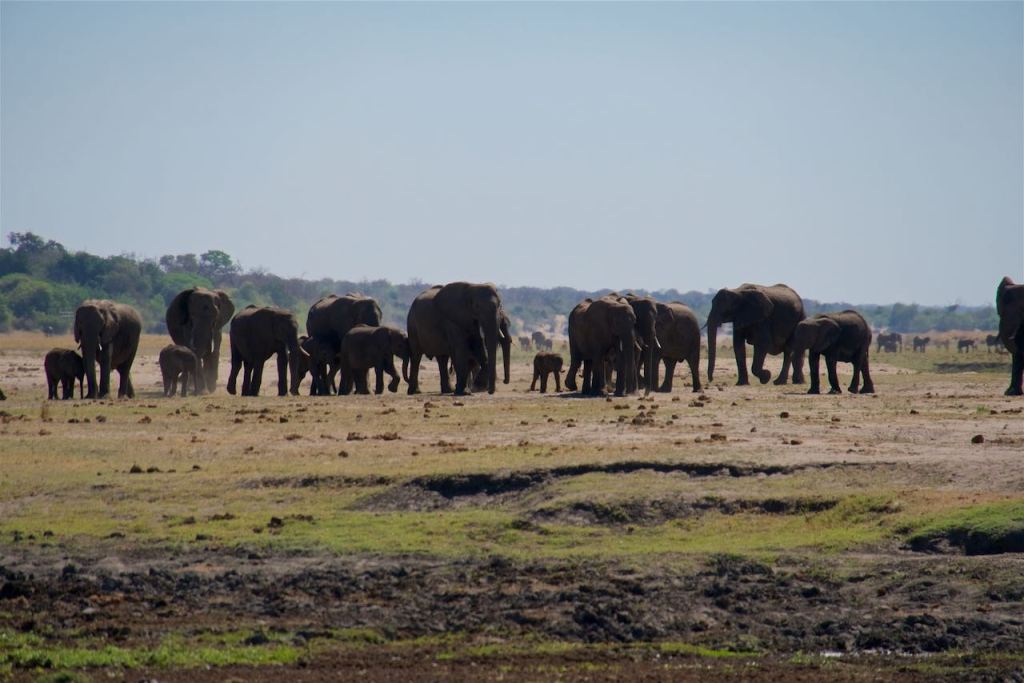 Wildlife of Chobe National&nbsp;Park