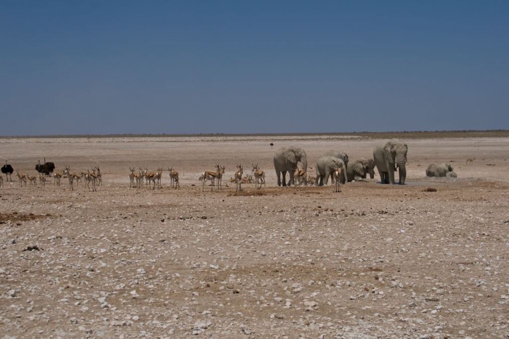 Etosha