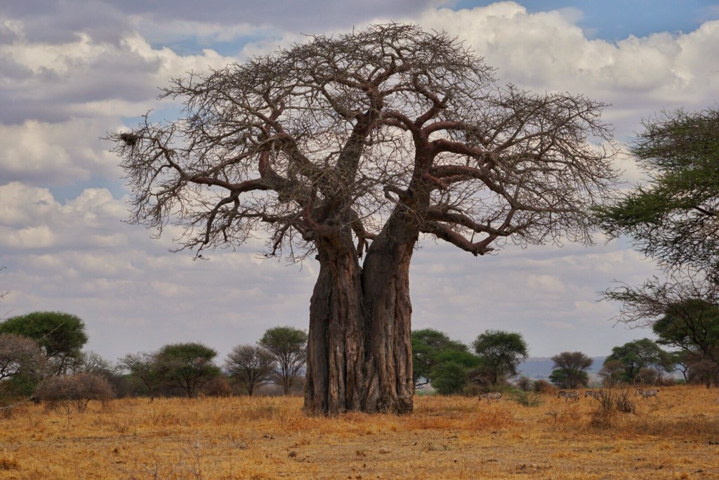 Tarangire National Park