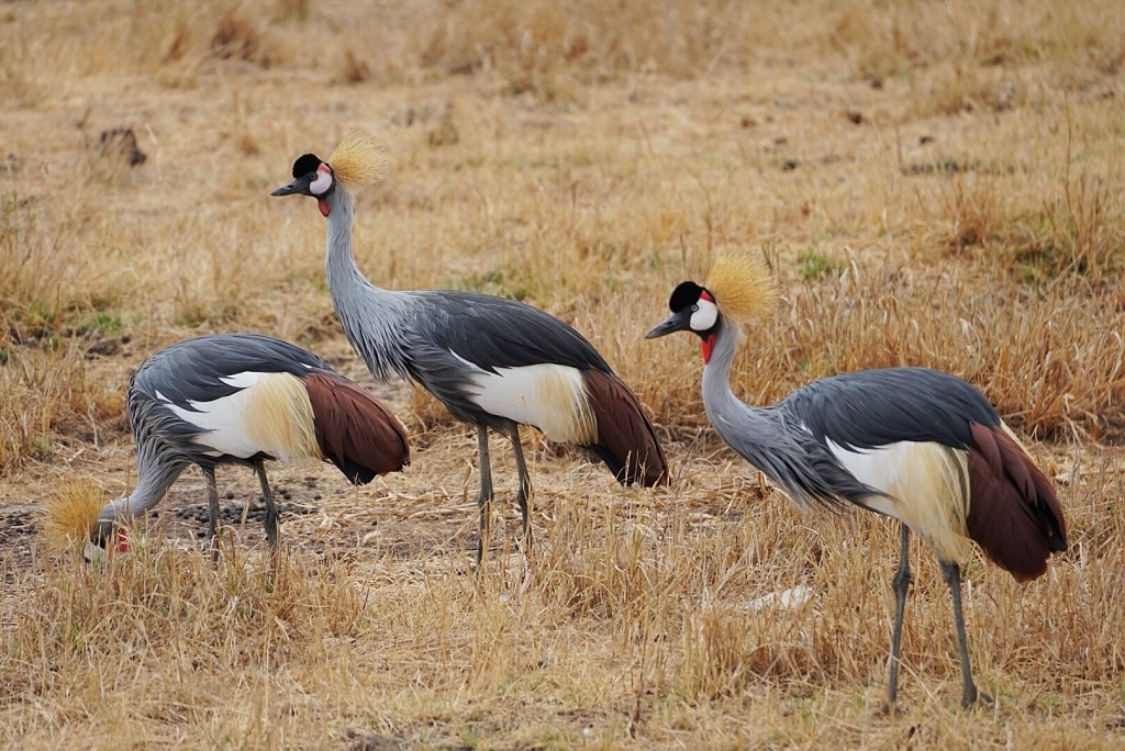 Ngorongoro Crater