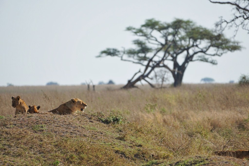 Full Day in the&nbsp;Serengeti