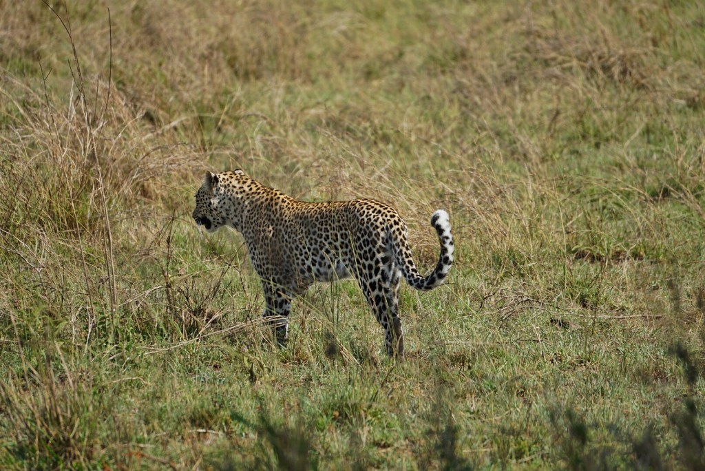 Last day on&nbsp;Safari