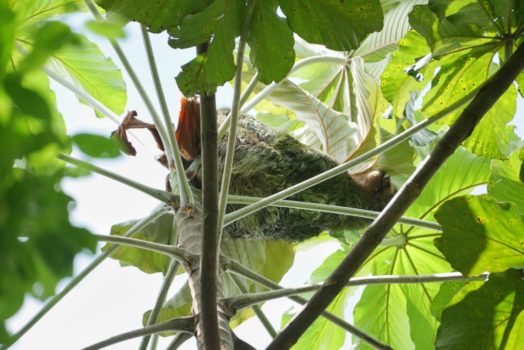 On the Search for&nbsp;Sloth