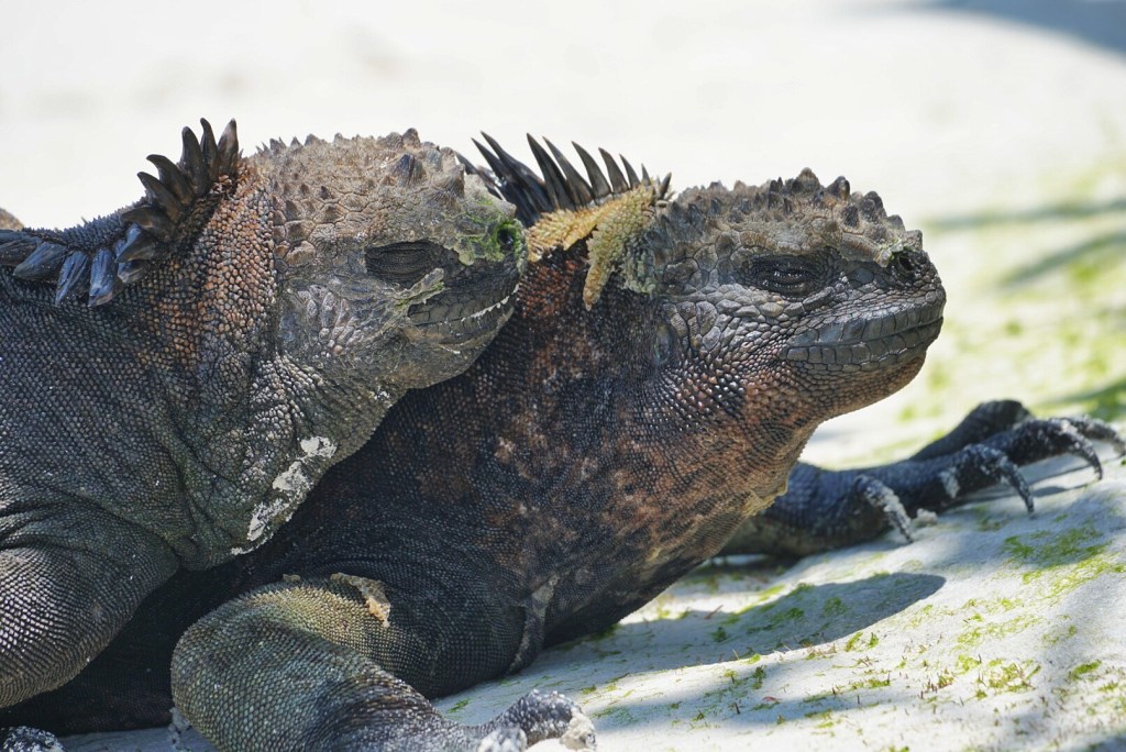 Puerto Ayora and&nbsp;Environs