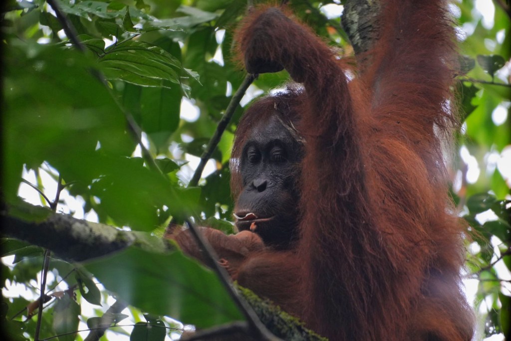 Seeing the Big&nbsp;Apes