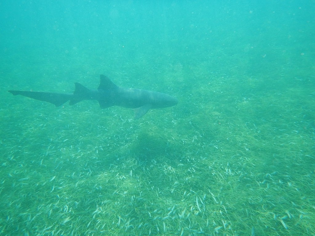 Scary People, Gentle&nbsp;Sharks