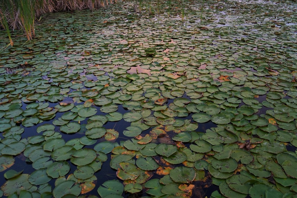 Central Florida in&nbsp;June