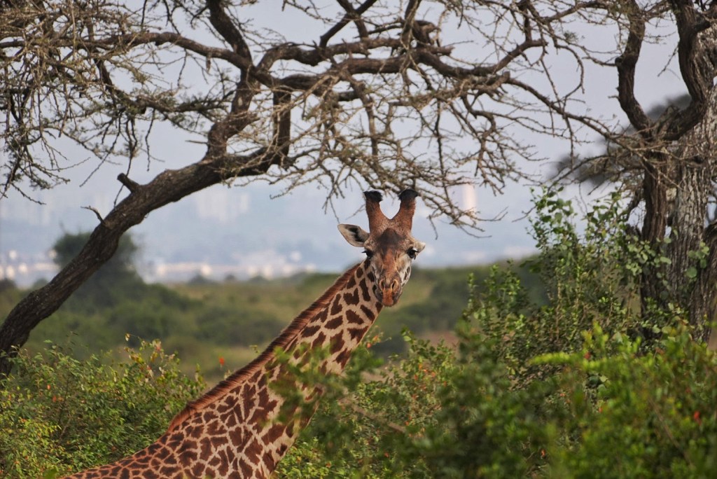Nairobi Park