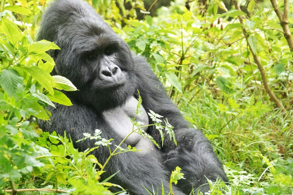 Gorillas of Mgahinga
