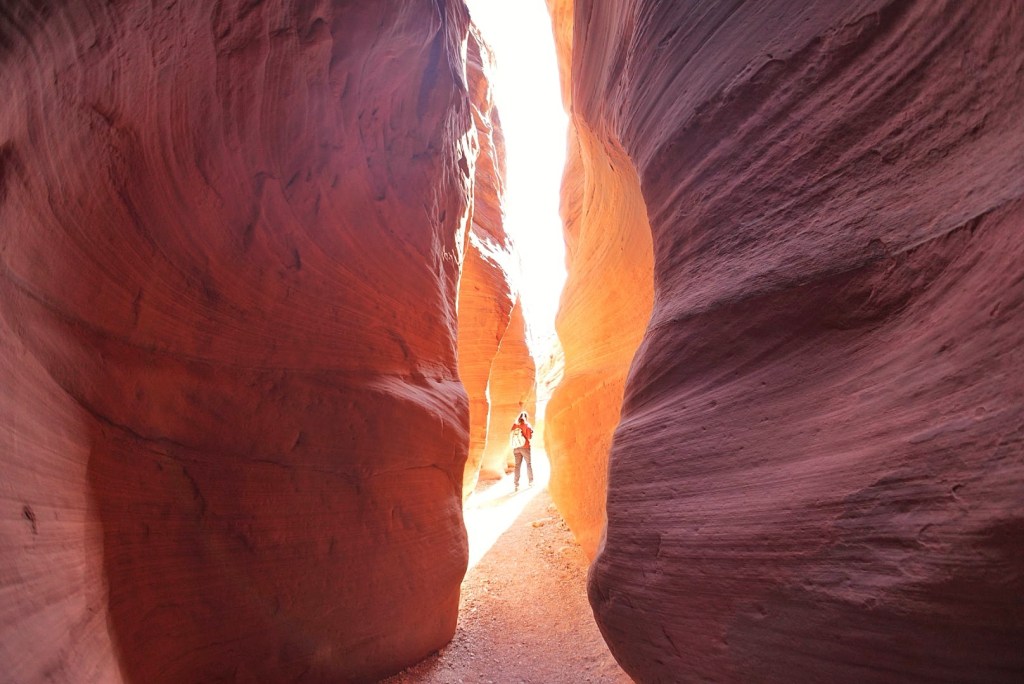 The Day of the Superb&nbsp;Owl