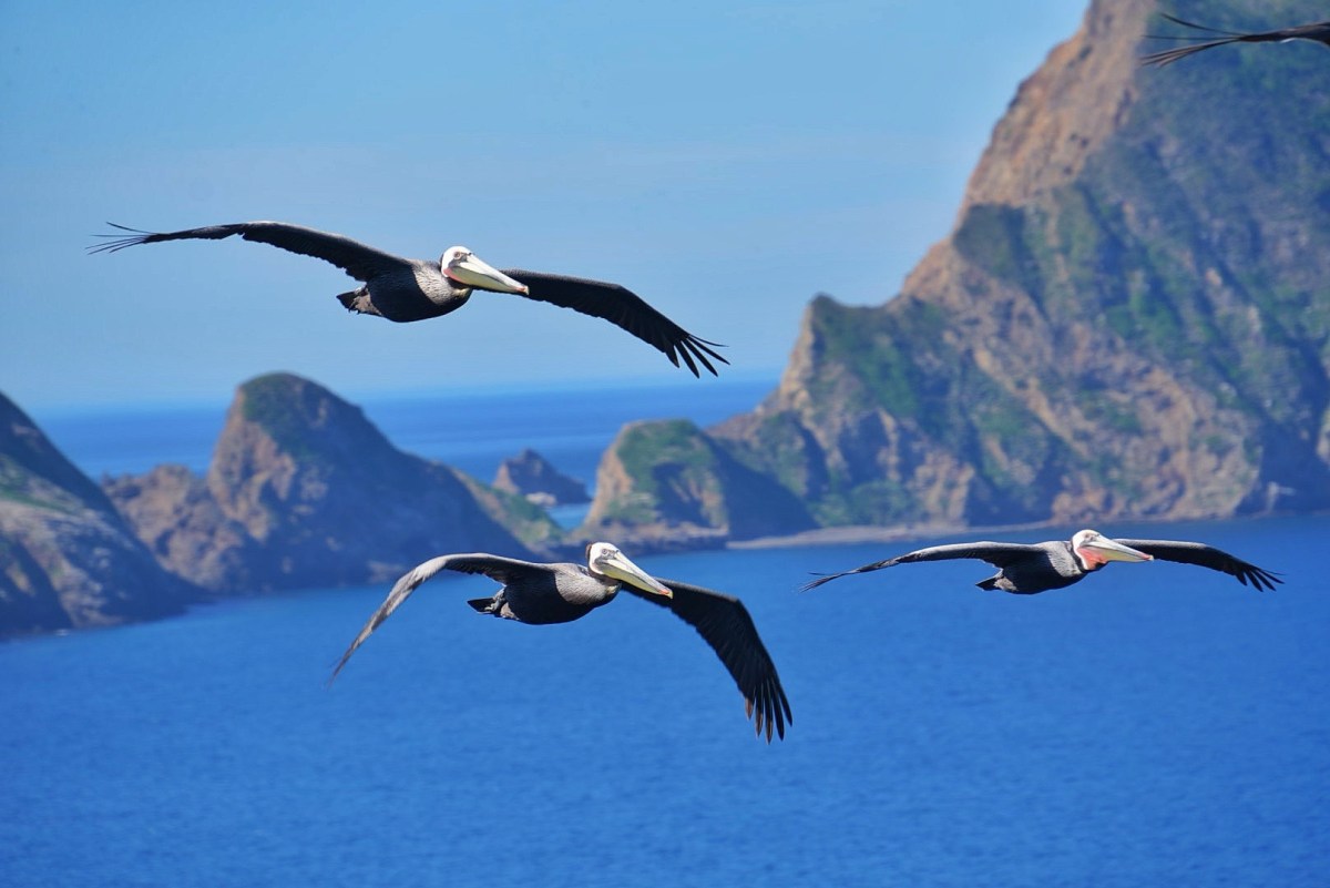 Channel Islands Day&nbsp;Trip